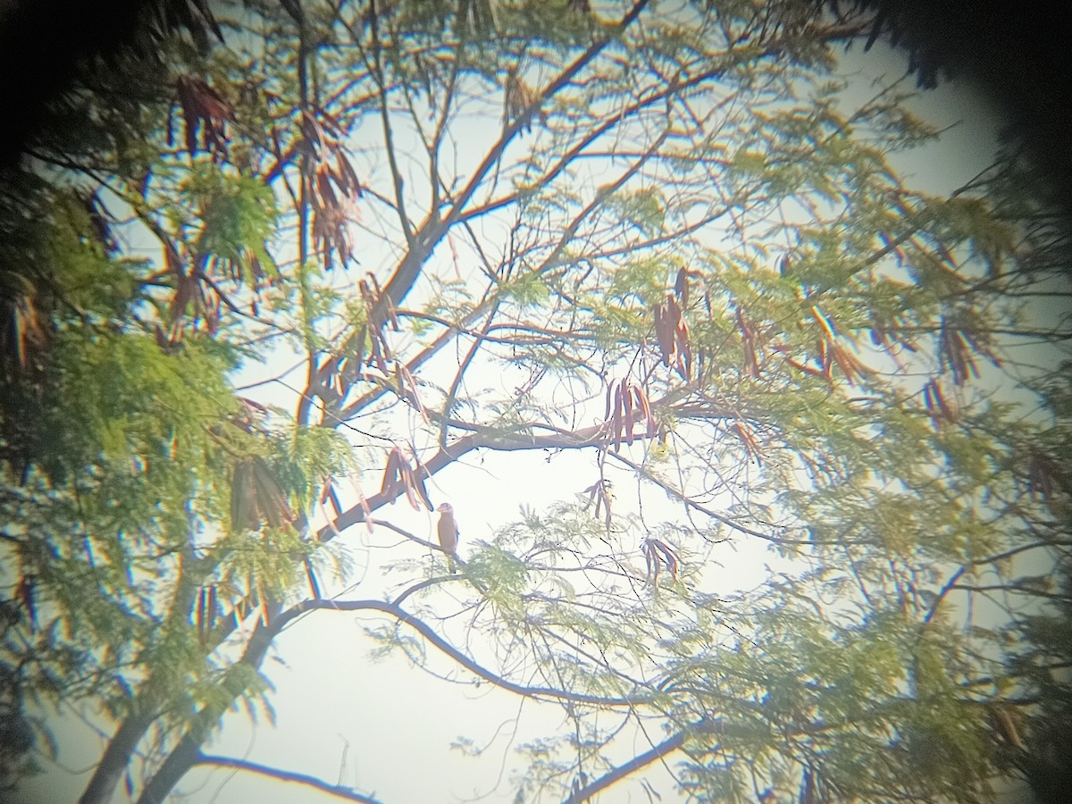 Stork-billed Kingfisher - ML540405881