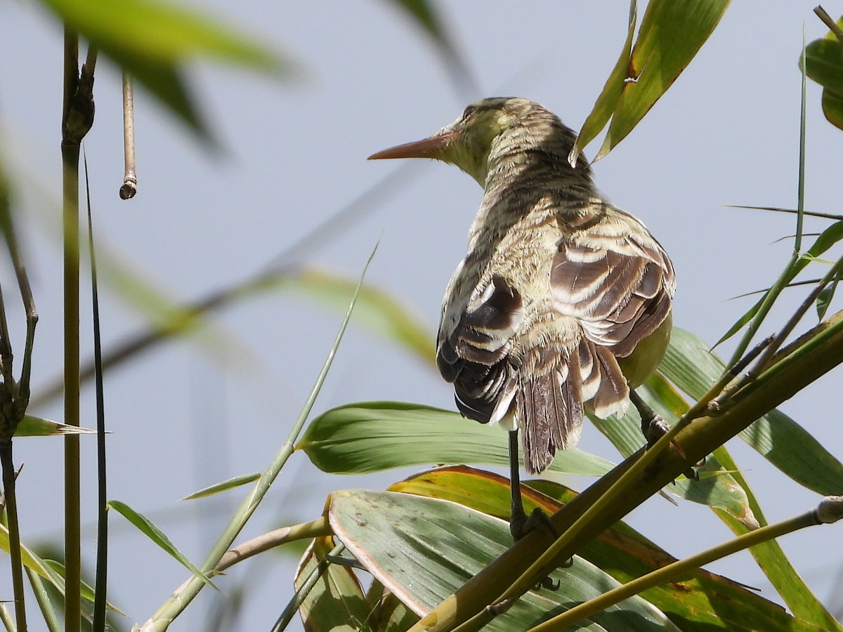 Tahiti Reed Warbler - ML540408611