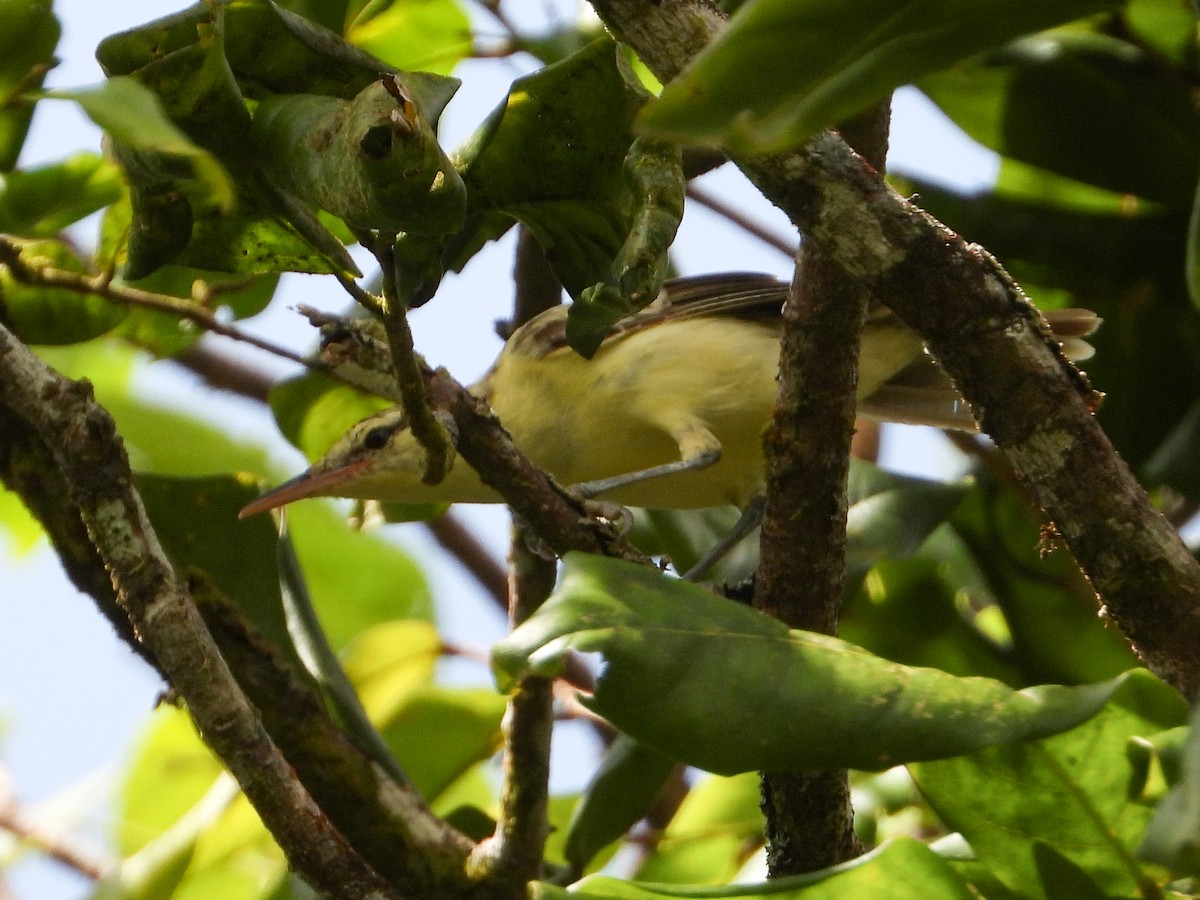 Tahiti Reed Warbler - ML540408621