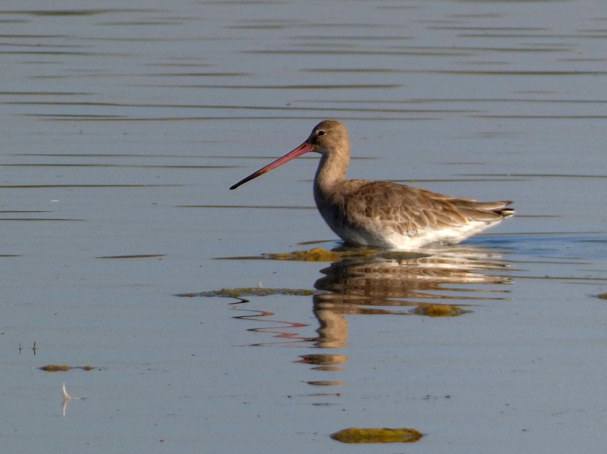 Black-tailed Godwit - Santharam V