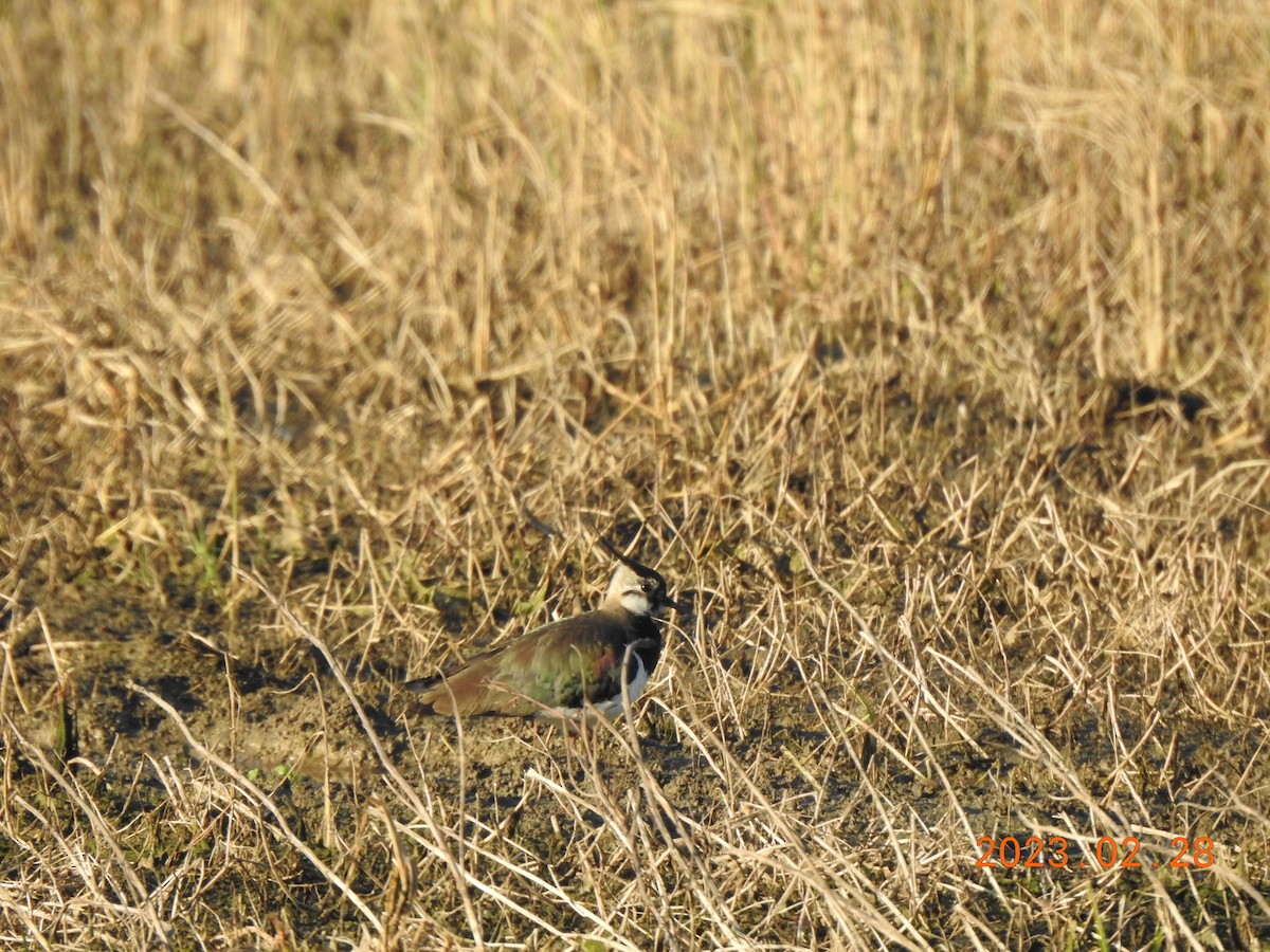 Northern Lapwing - ML540409221