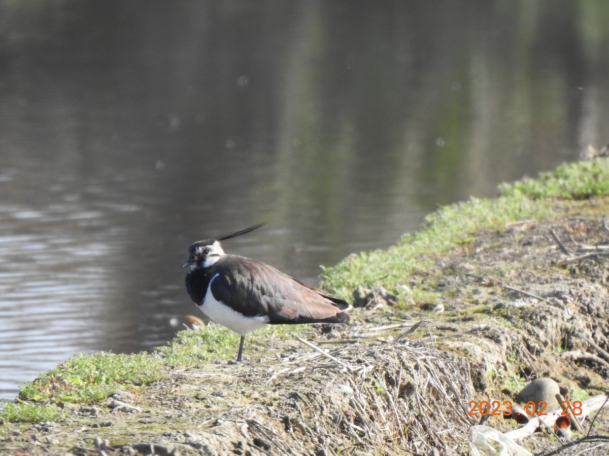 Northern Lapwing - 撥鼠 土