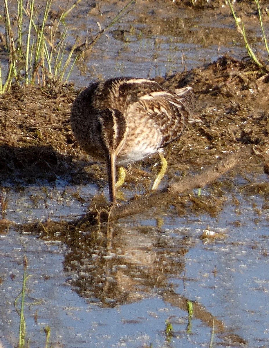 Common Snipe - ML540409451