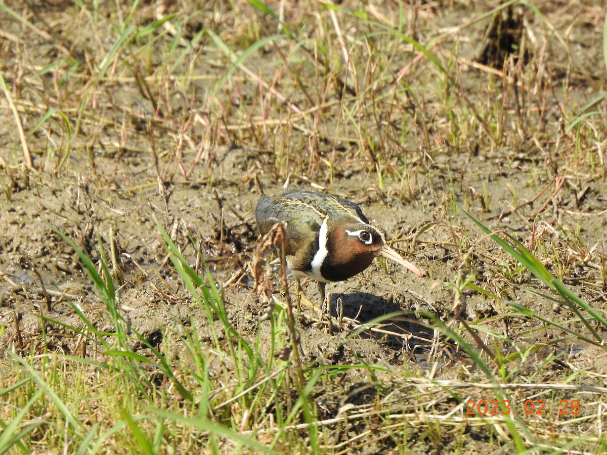 Greater Painted-Snipe - 撥鼠 土