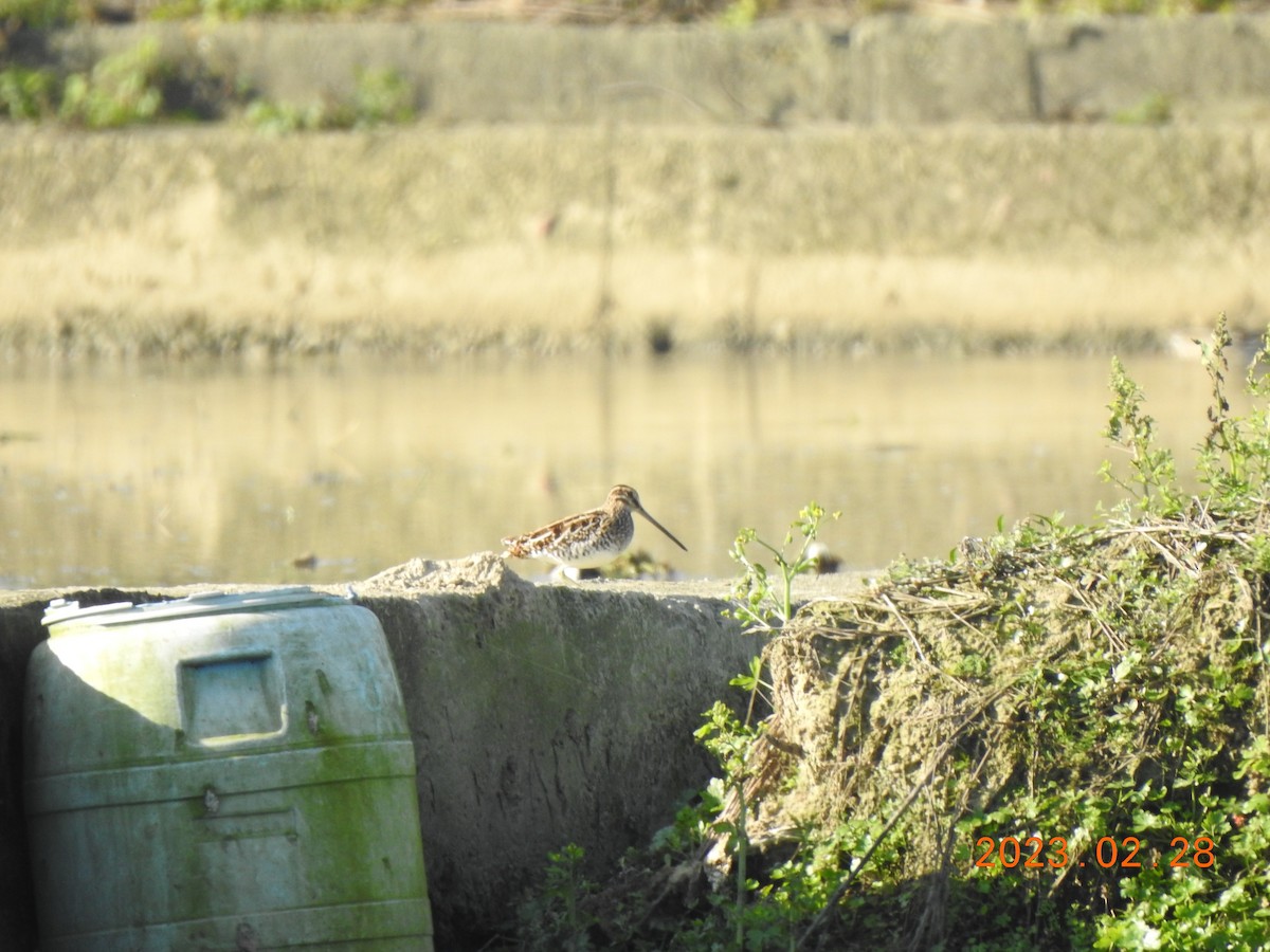 Common Snipe - ML540409611