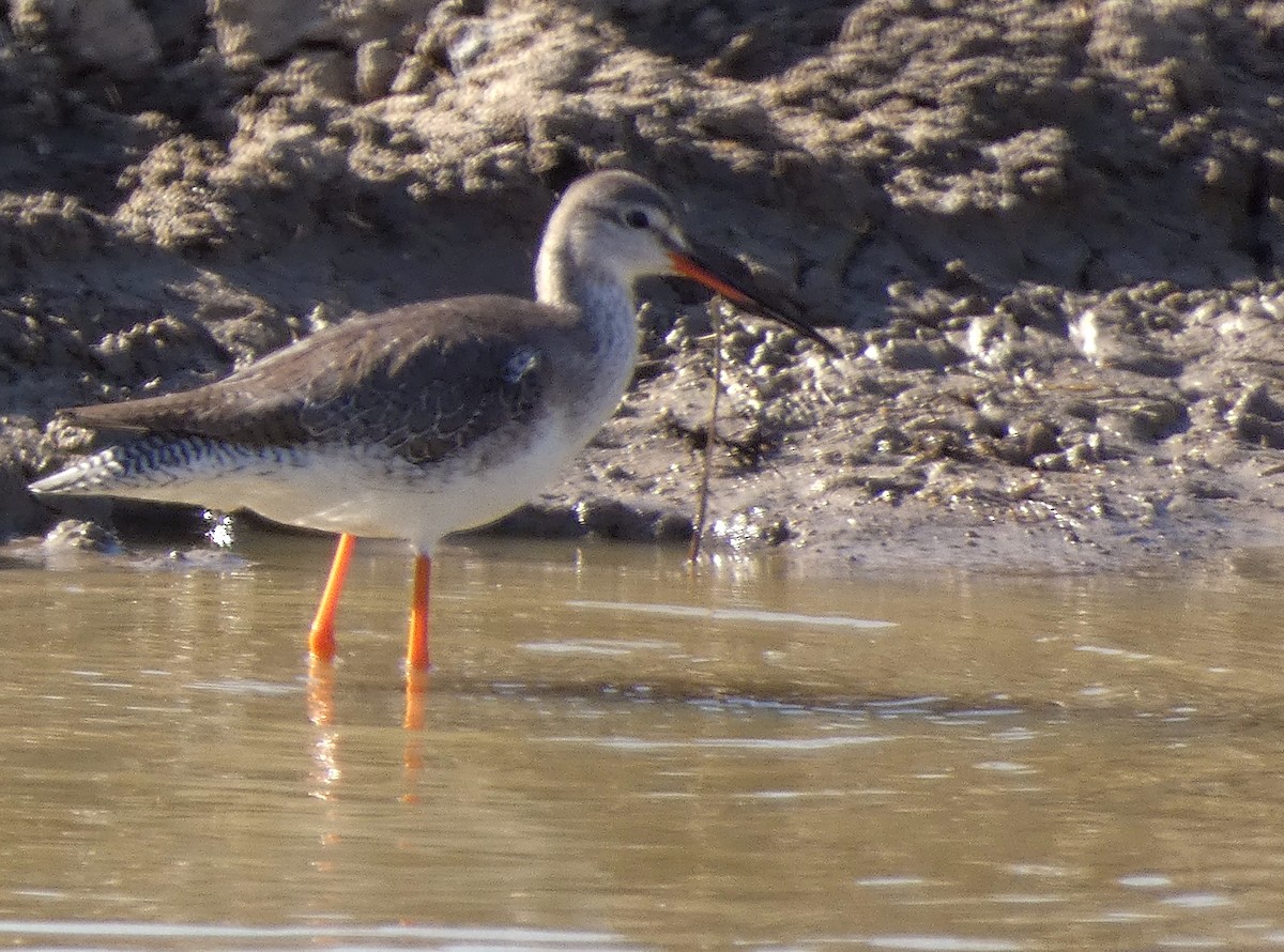 Spotted Redshank - ML540409701