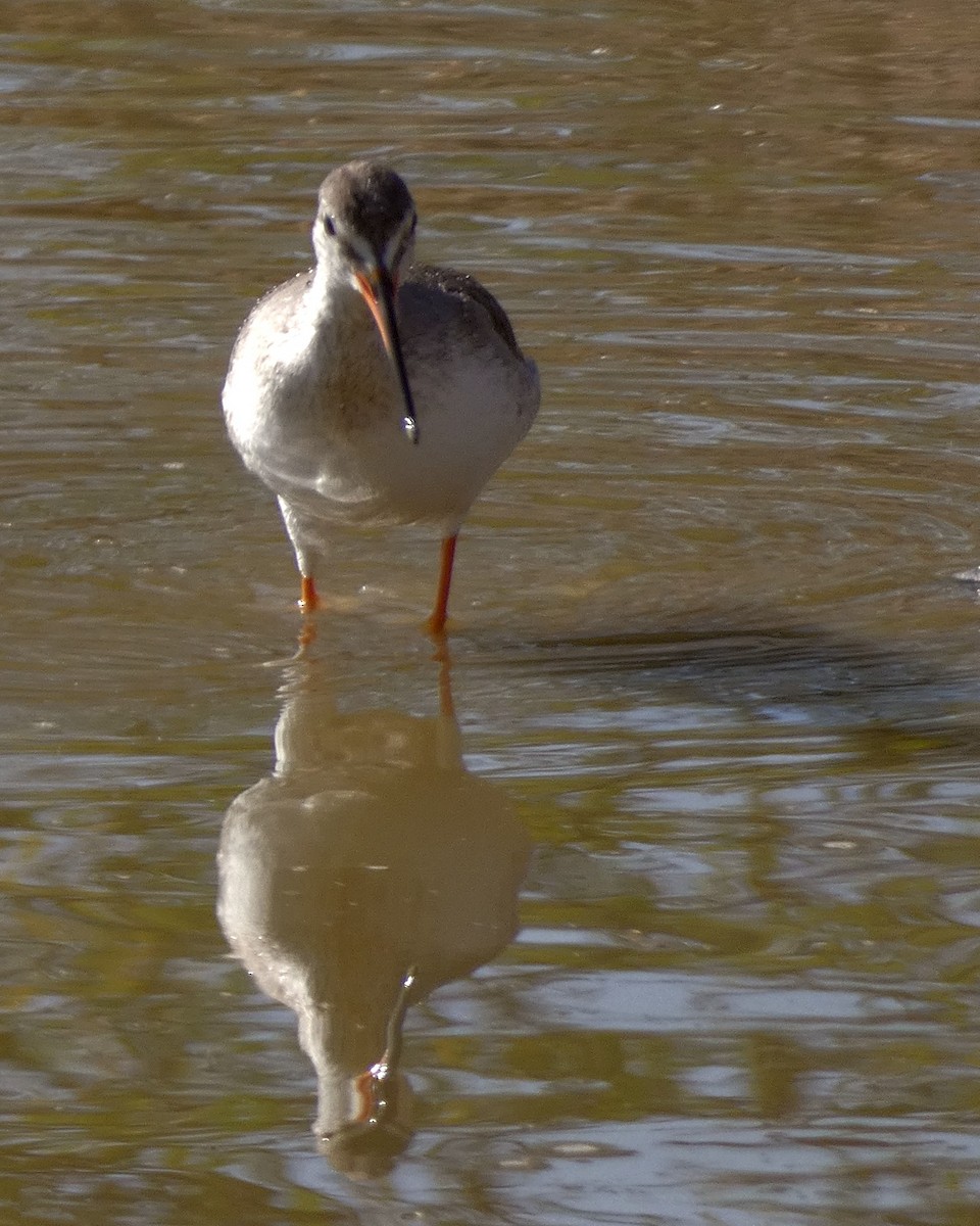 Spotted Redshank - ML540409721
