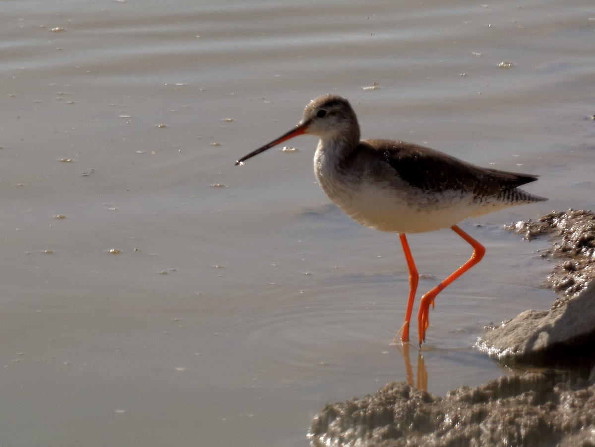 Spotted Redshank - ML540409761