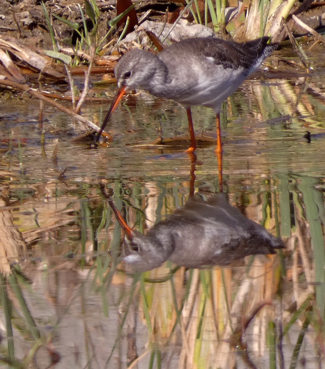 Spotted Redshank - ML540409851