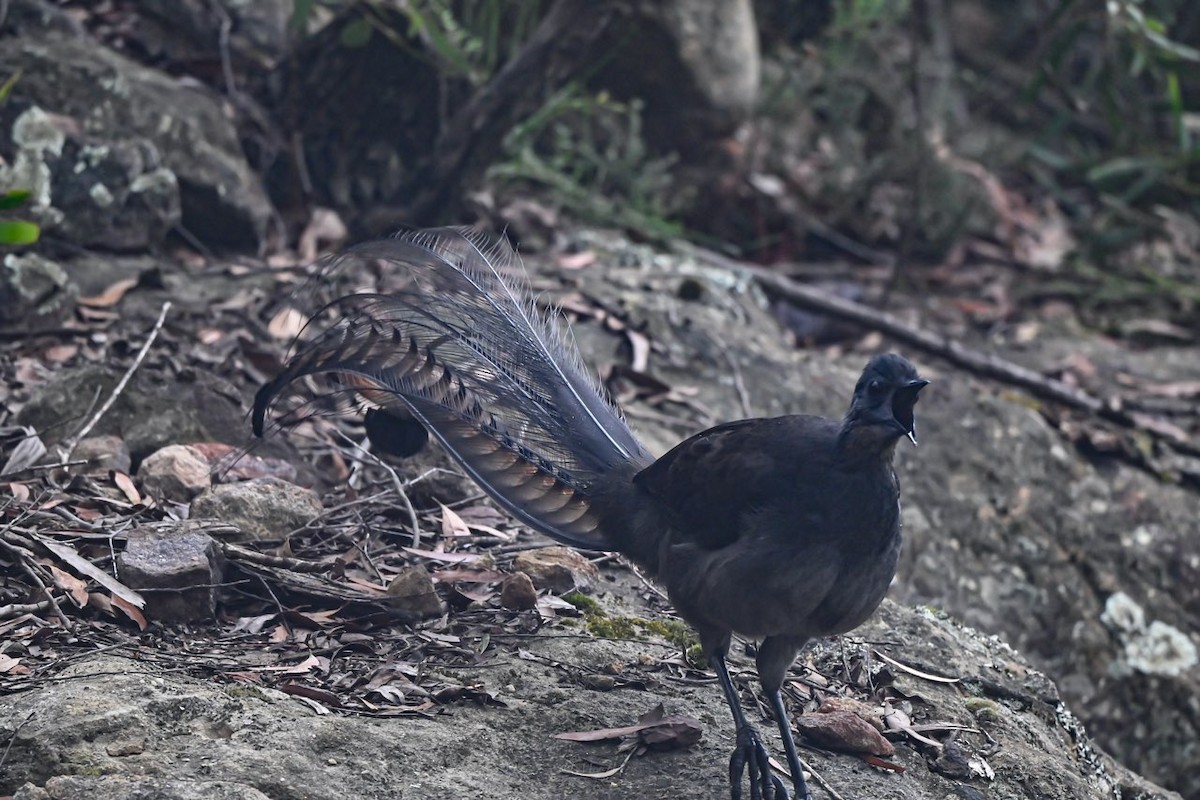 Superb Lyrebird - ML540409991