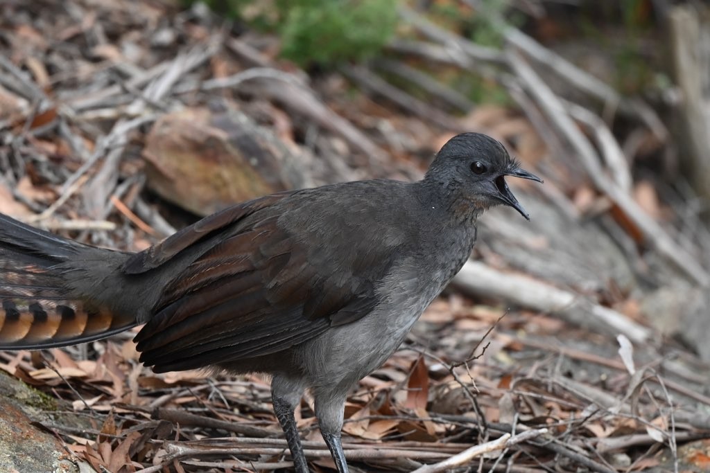 Superb Lyrebird - ML540410001