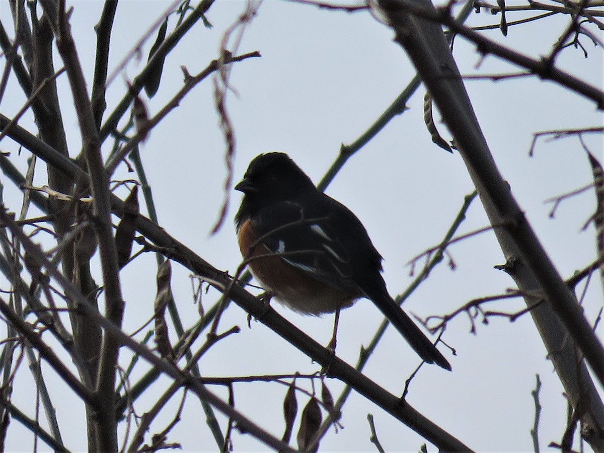 Eastern Towhee - ML54041031