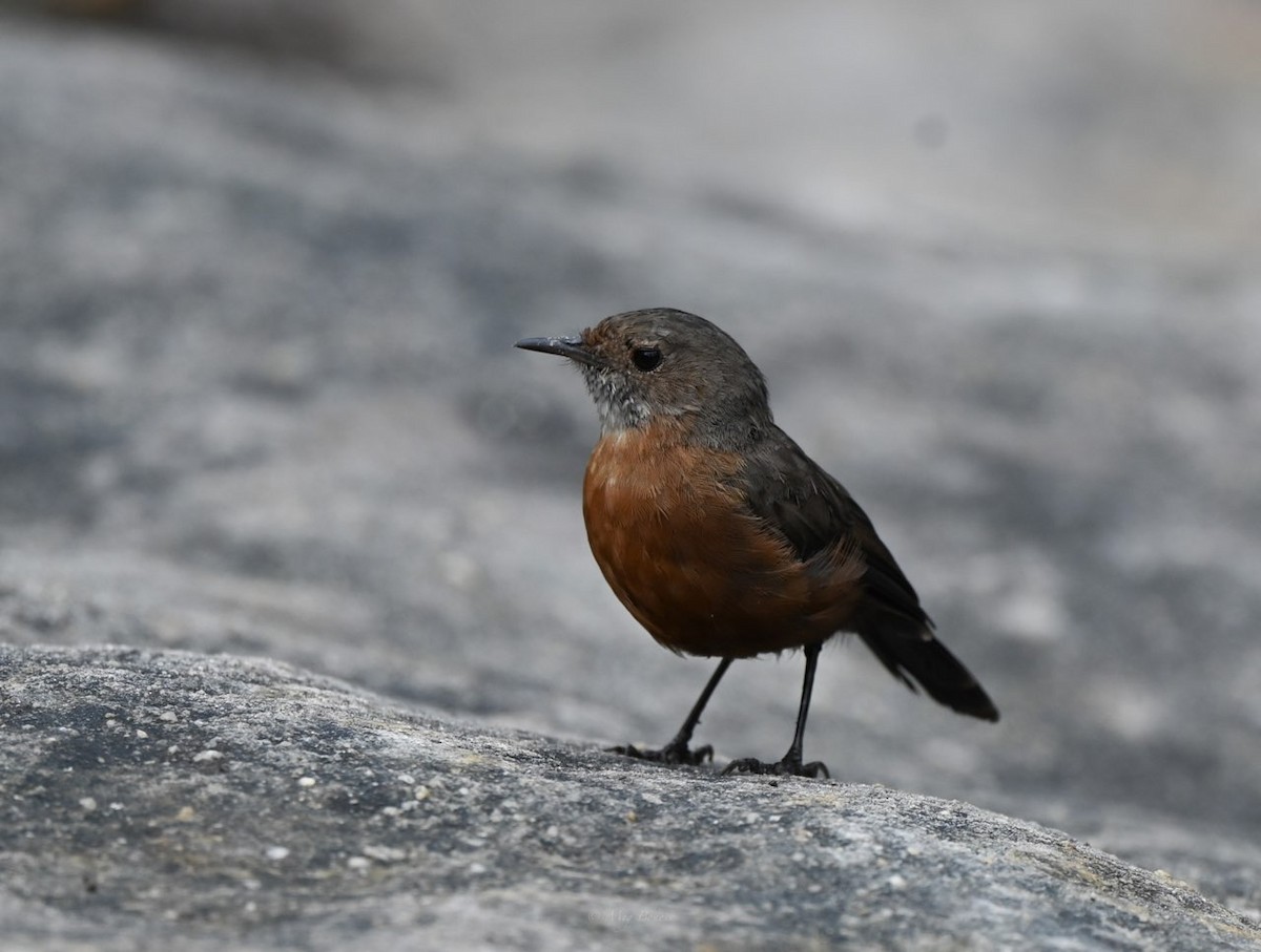 Rockwarbler - ML540410461