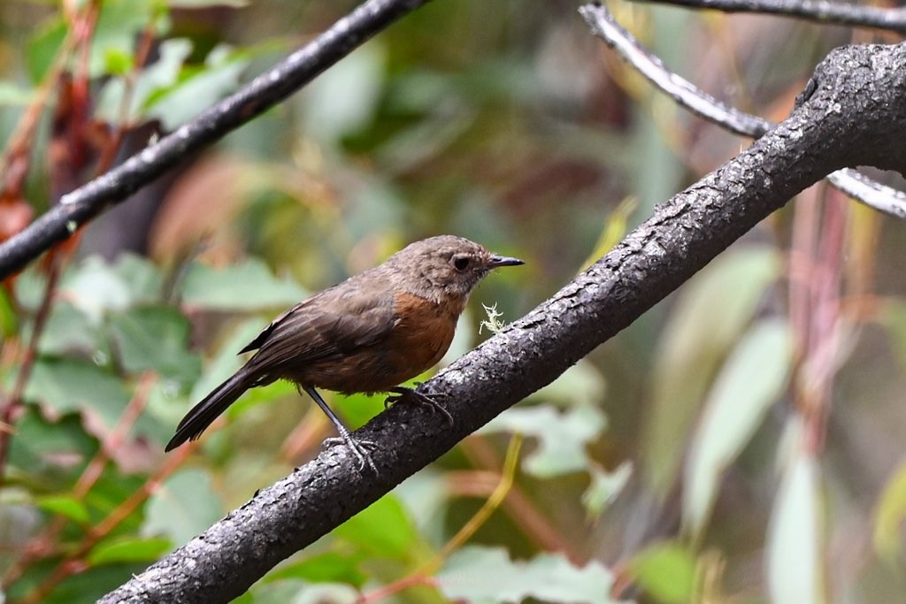 Rockwarbler - ML540410471