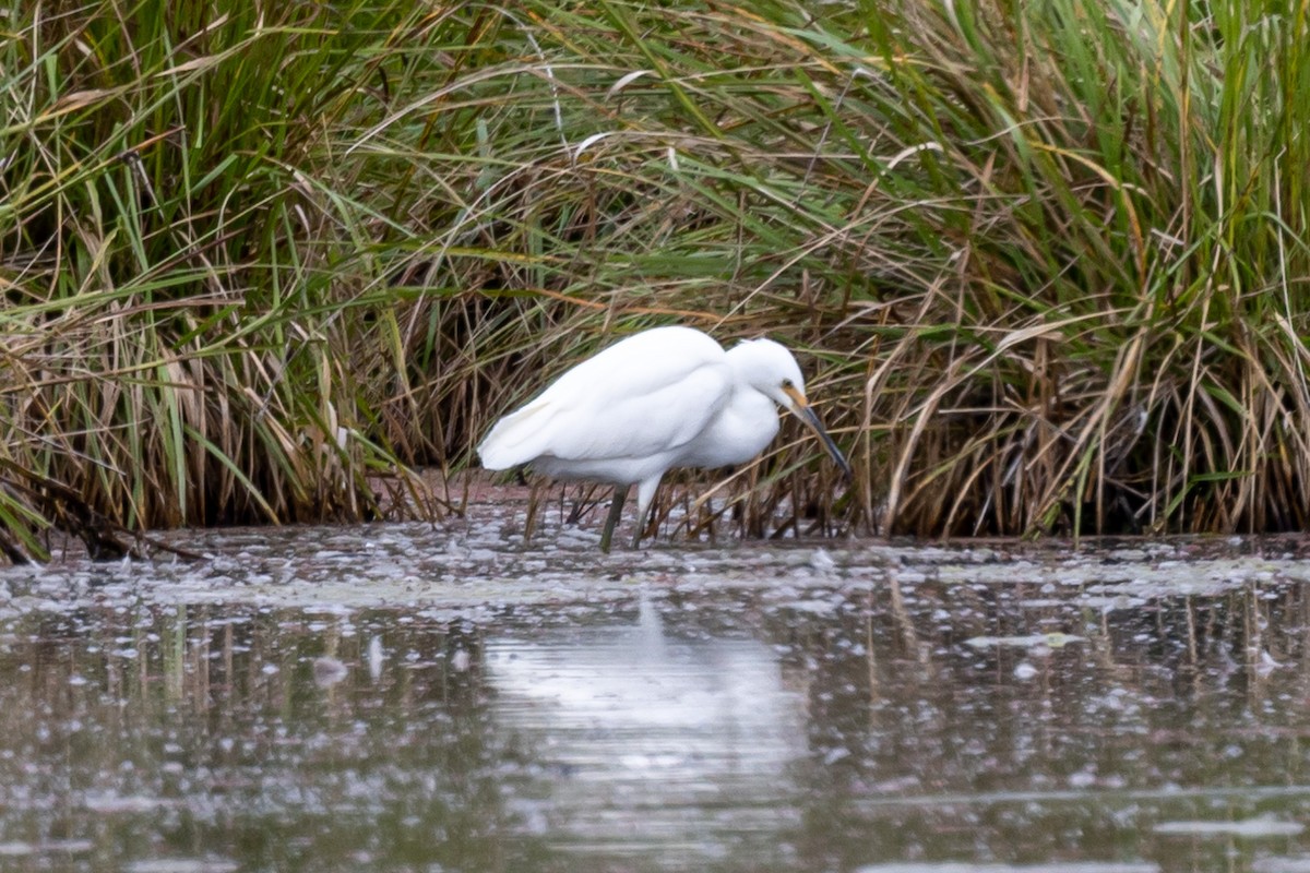 Little Egret - ML540410711