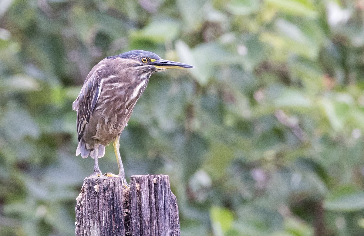 Striated Heron - ML540411401