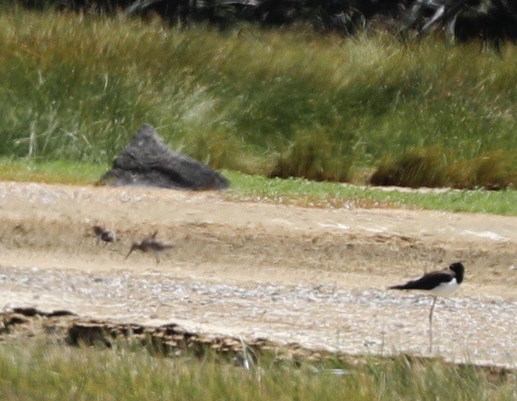 Long-billed Dowitcher - ML540416951