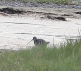 Long-billed Dowitcher - ML540416961