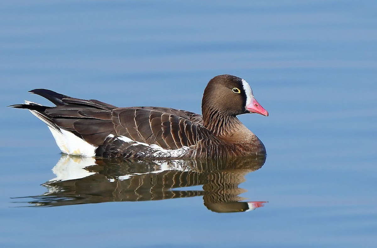 Lesser White-fronted Goose - ML540418181