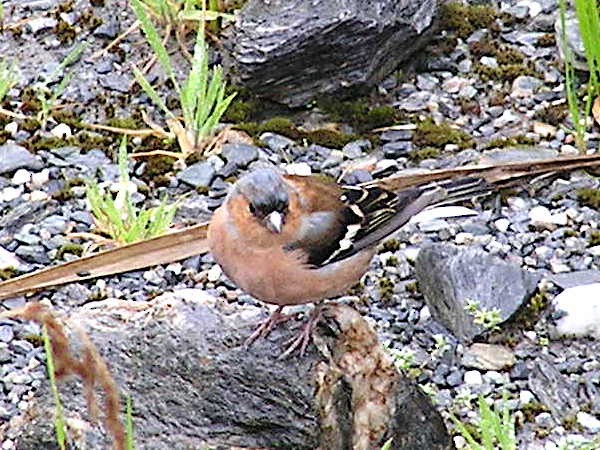 Common Chaffinch - ML540418231