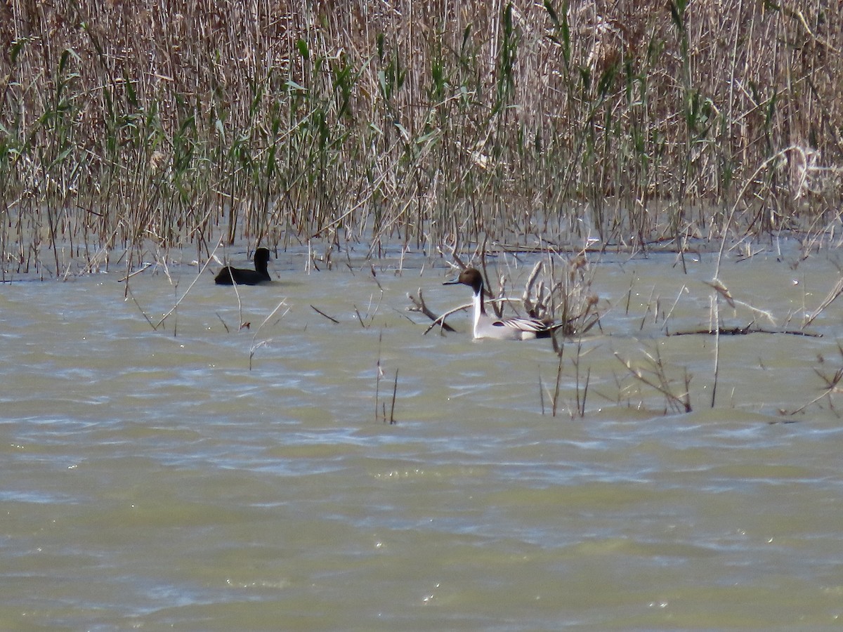 Northern Pintail - ML540418631