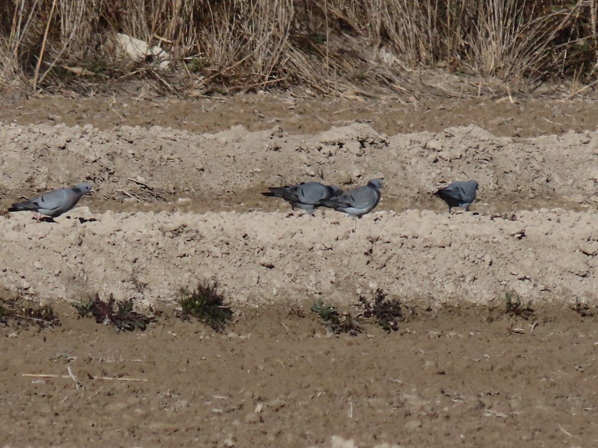 Stock Dove - ML540418681