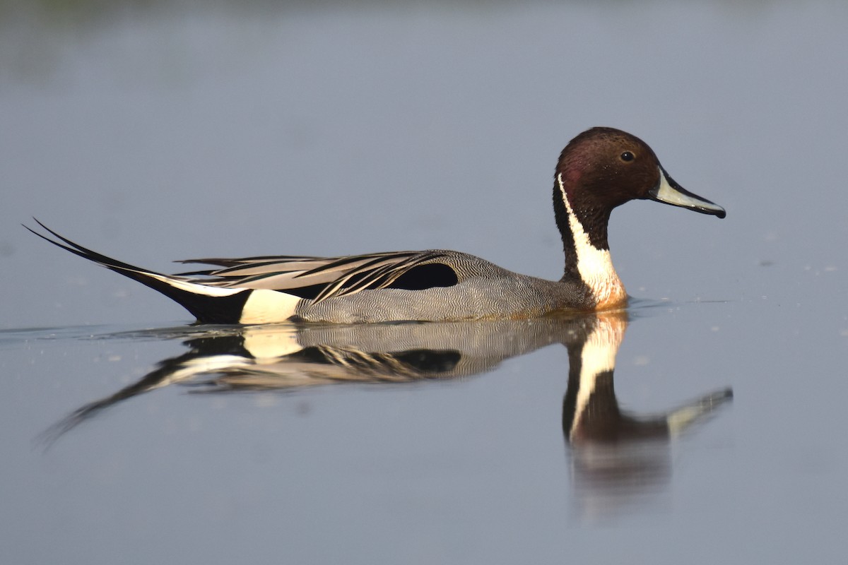 Northern Pintail - Ajoy Kumar Dawn