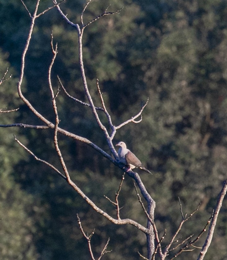 Mountain Imperial-Pigeon - ML540419421