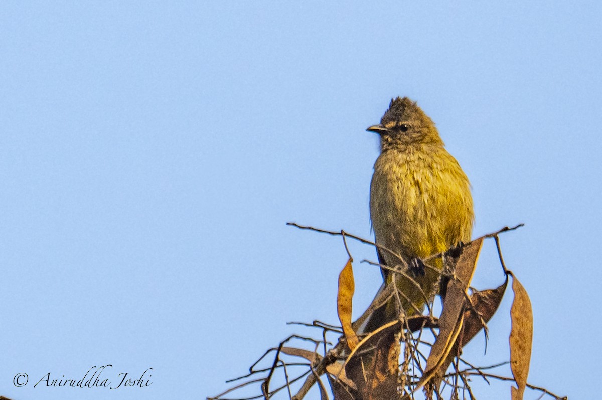 Bulbul flavescent - ML540421281