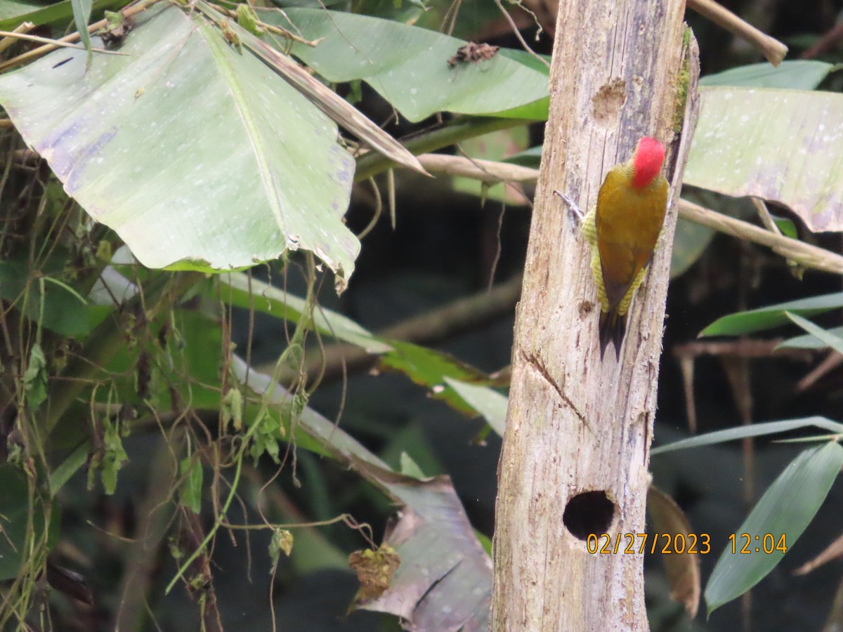 Golden-olive Woodpecker - ML540421631