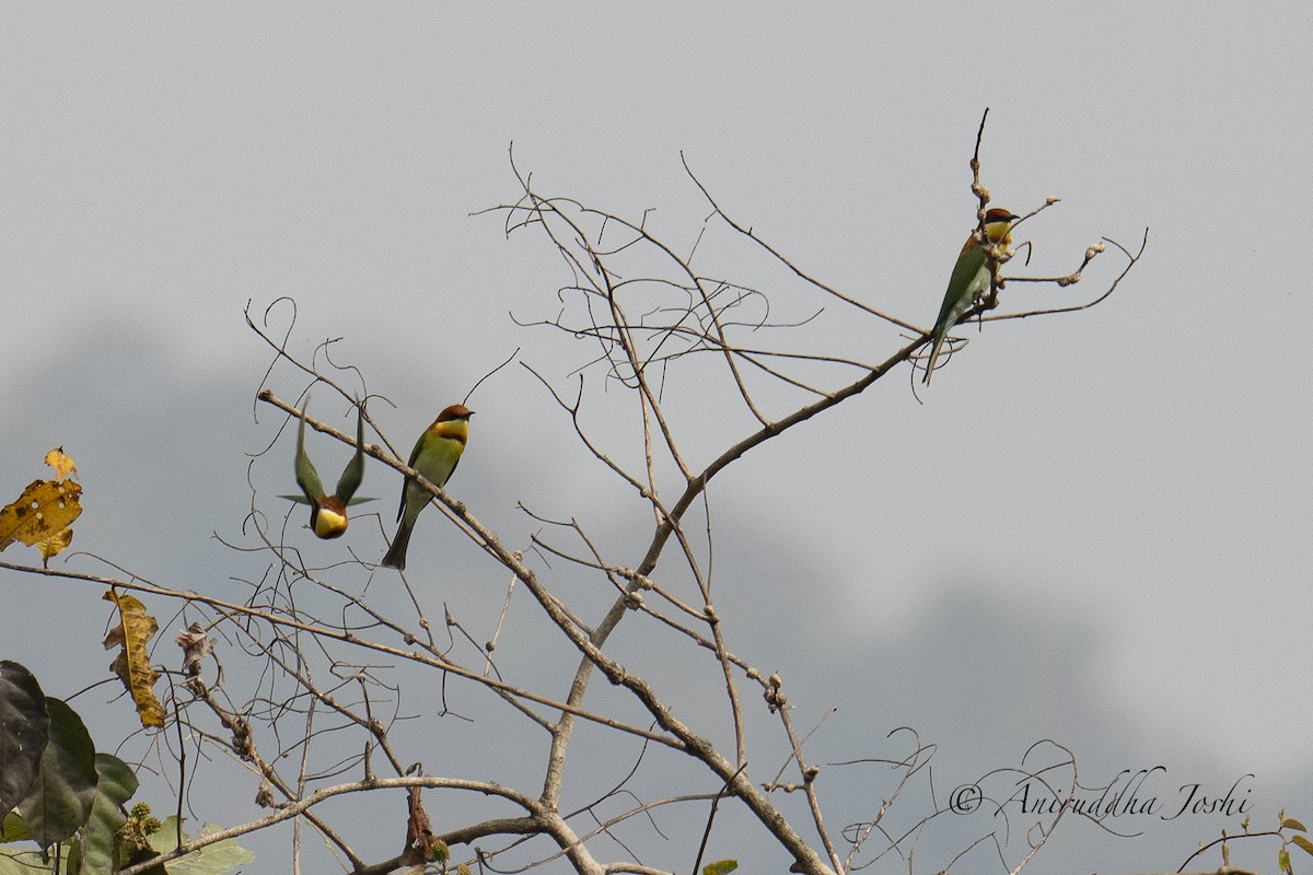 Chestnut-headed Bee-eater - ML540422001