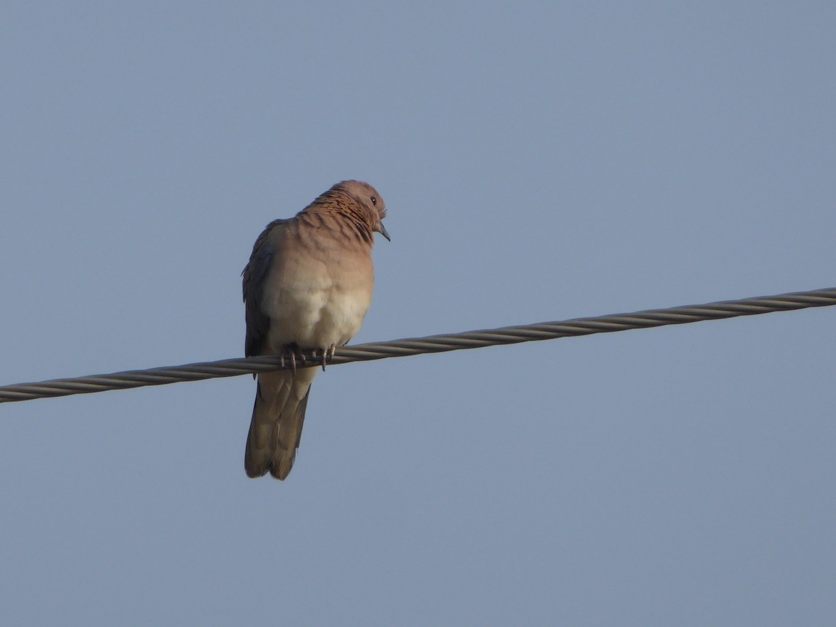 Laughing Dove - ML540423251