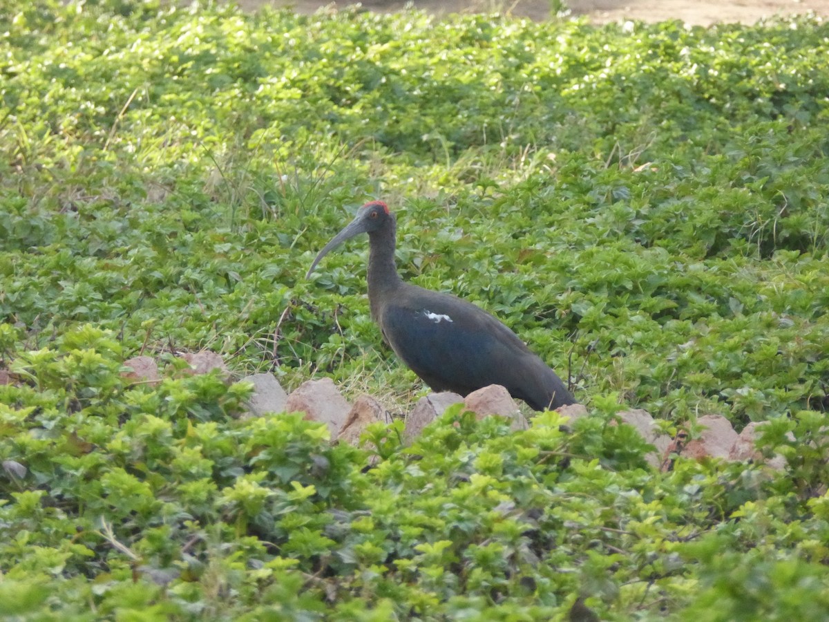 Red-naped Ibis - ML540423281