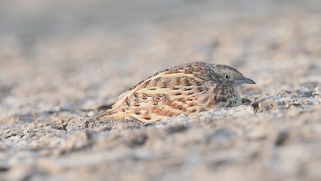 Small Buttonquail - ML540423761