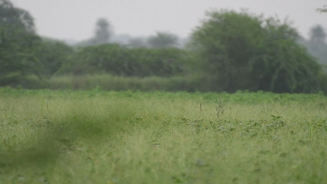 Outarde passarage - ML540424071