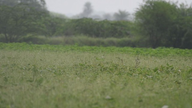 Outarde passarage - ML540424081