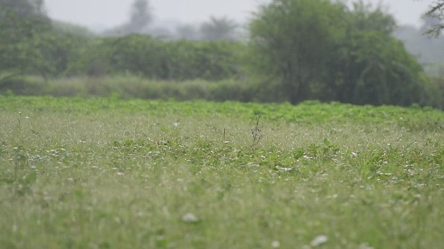 Outarde passarage - ML540424111