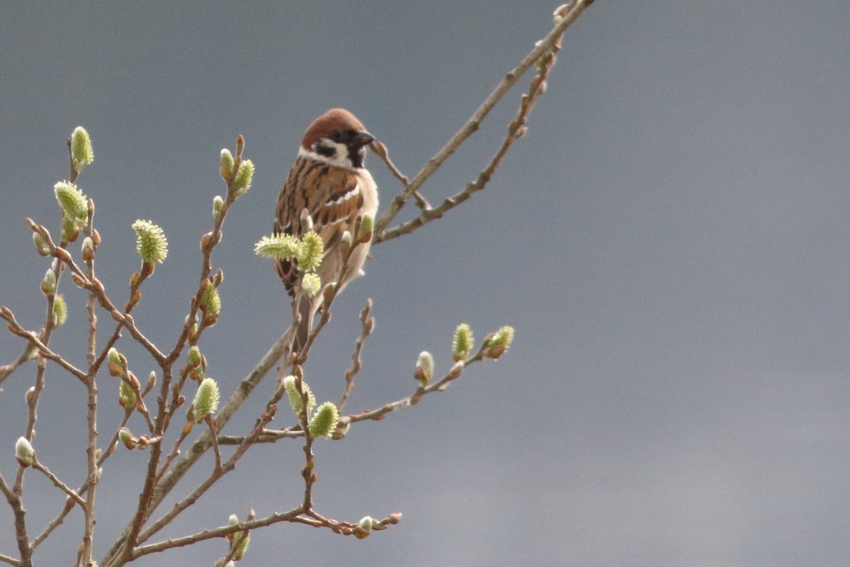 Eurasian Tree Sparrow - ML540424501