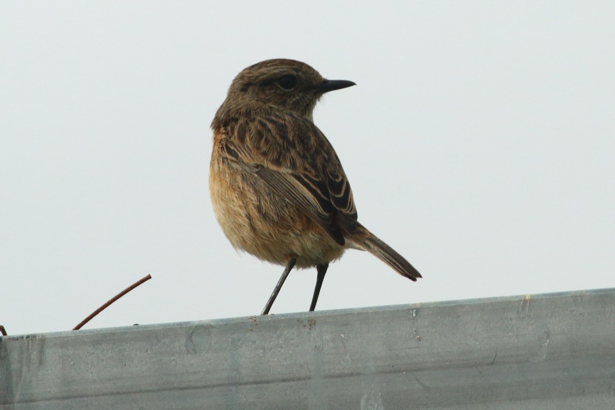 European Stonechat - ML540424511