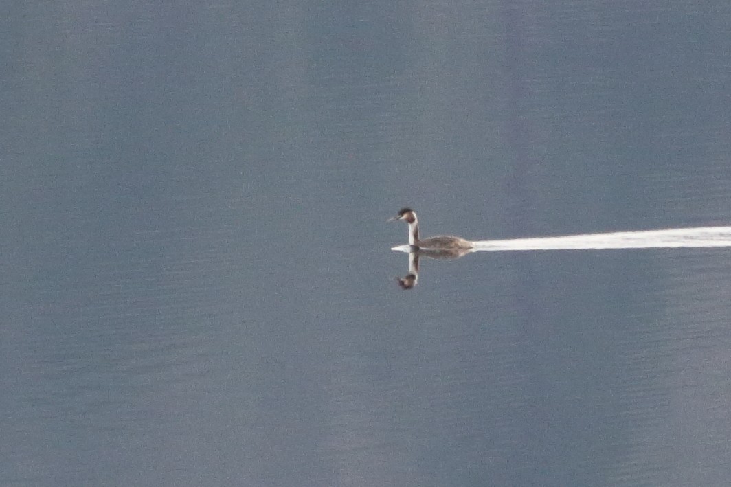 Great Crested Grebe - ML540424551