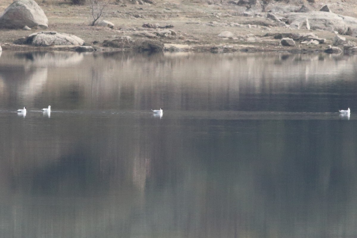 Black-headed Gull - ML540424561