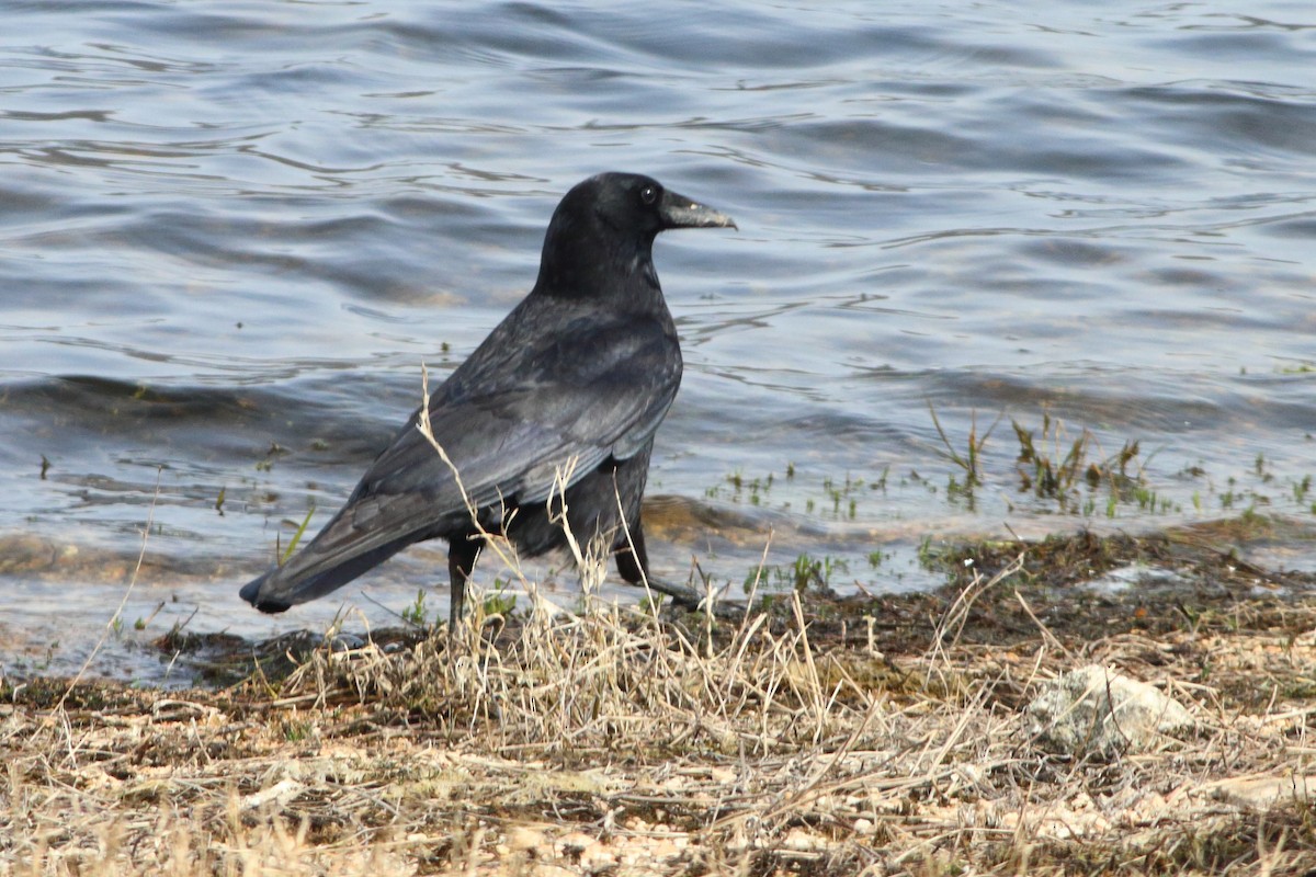 Carrion Crow - ML540424591