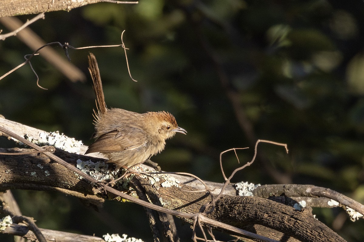 Rock-loving Cisticola (Lazy) - ML540425561