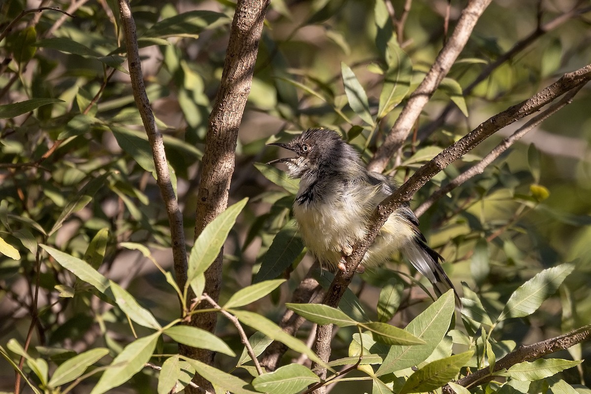 Bar-throated Apalis - ML540425601