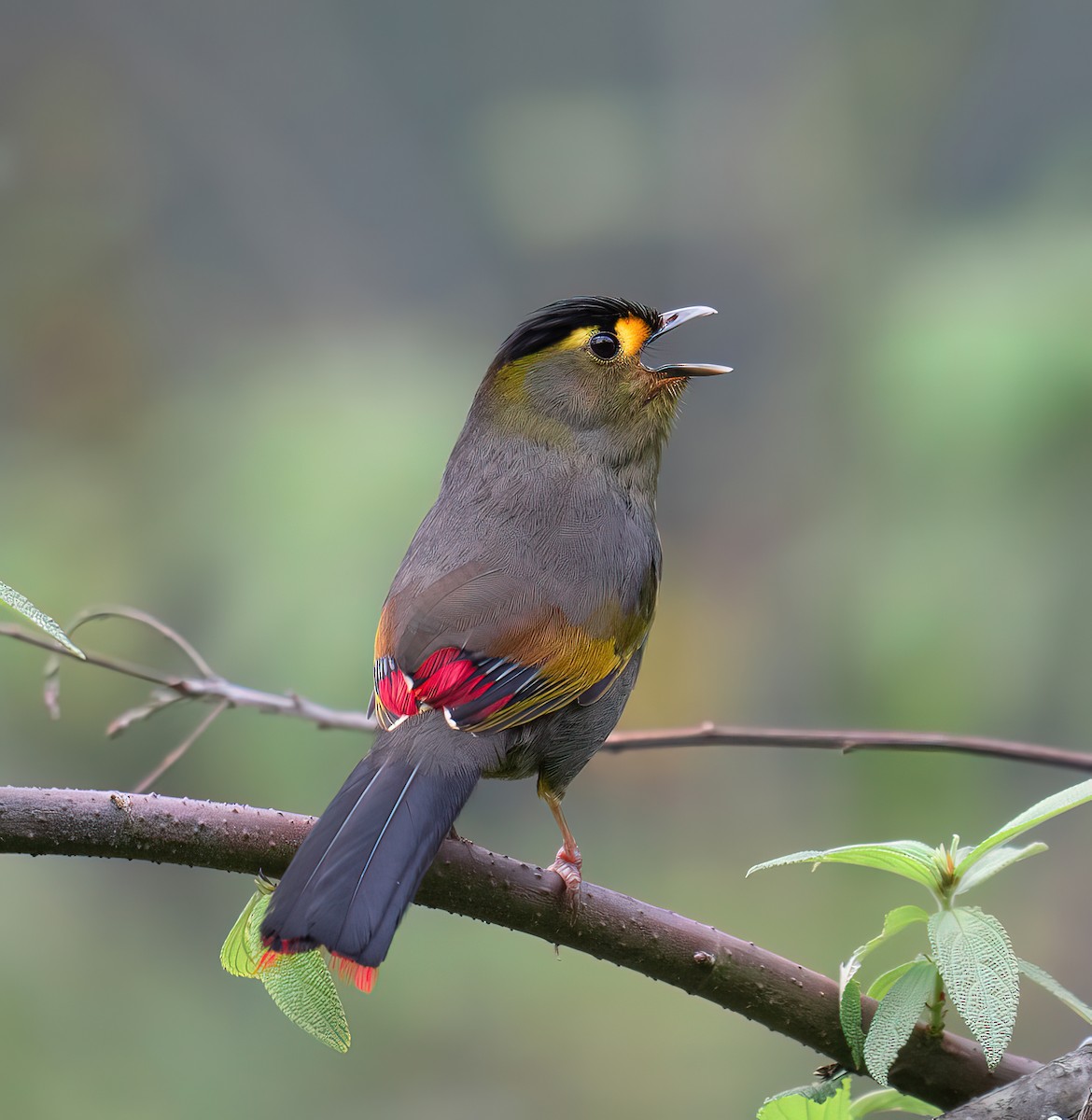 Bugun Liocichla - ML540427181