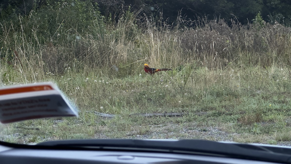 Golden Pheasant - ML540427241