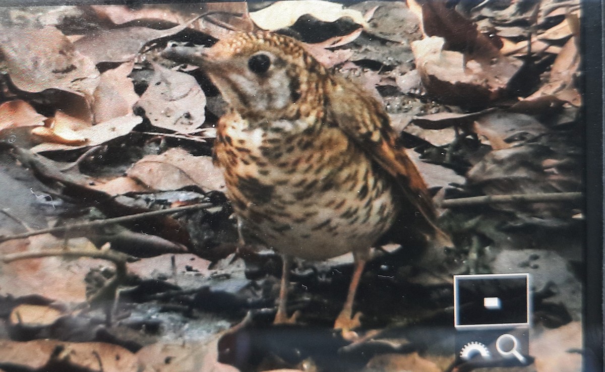 Scaly Thrush - ML540428241