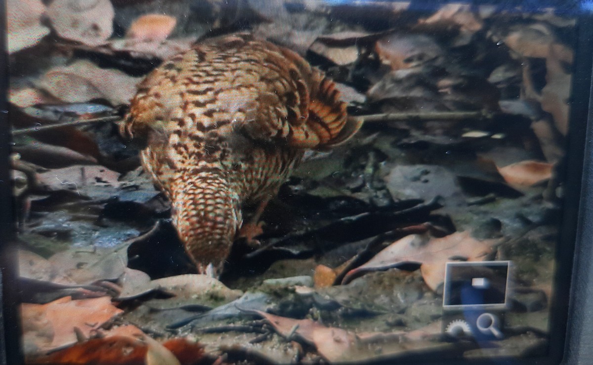 Scaly Thrush - ML540428251