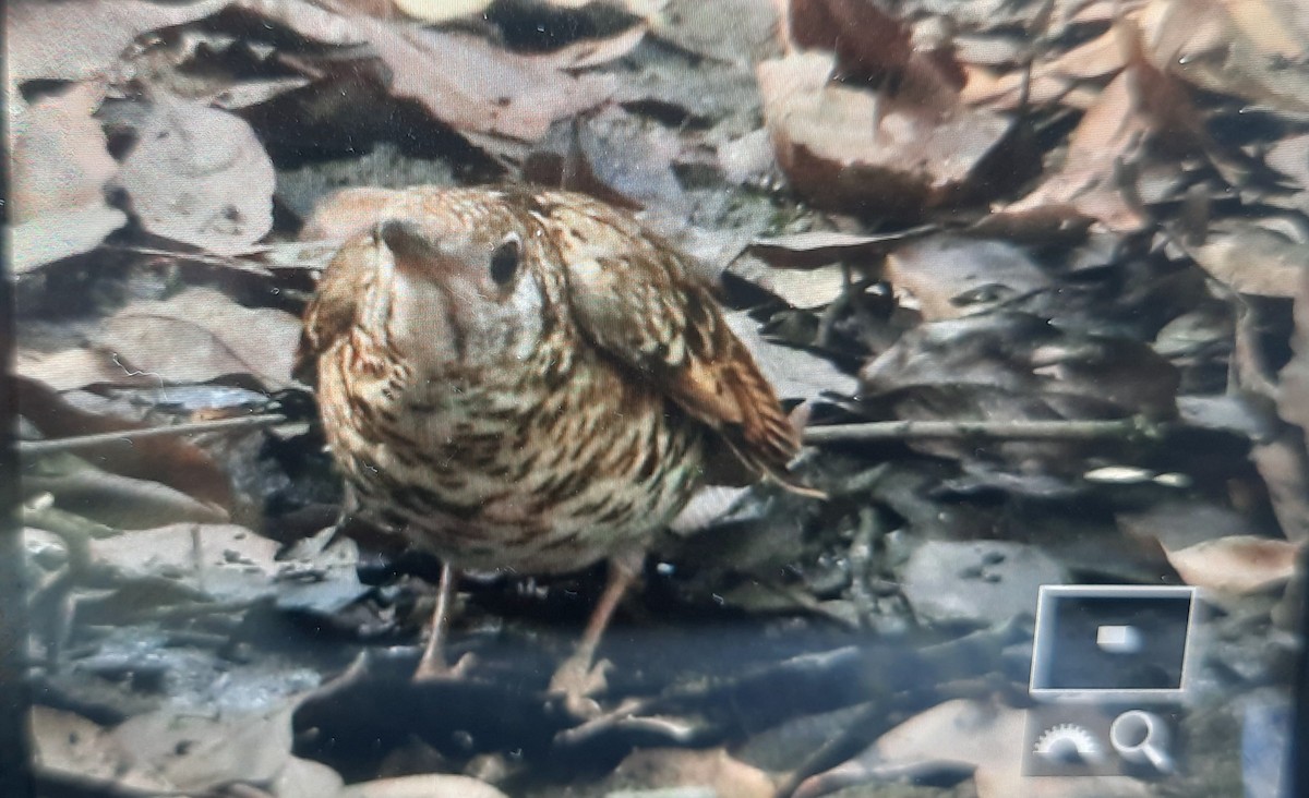 Scaly Thrush - ML540428261