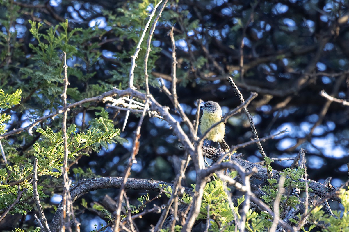 Southern Penduline-Tit - ML540429301